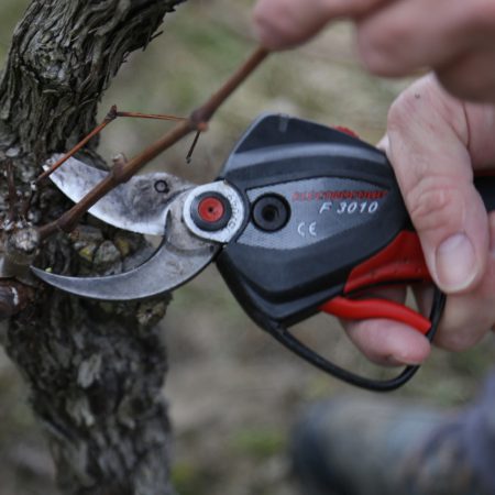 NEWS - La taille de la vigne