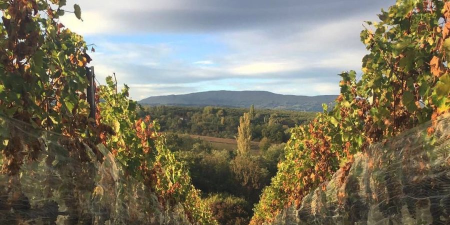Le Domaine des Graves